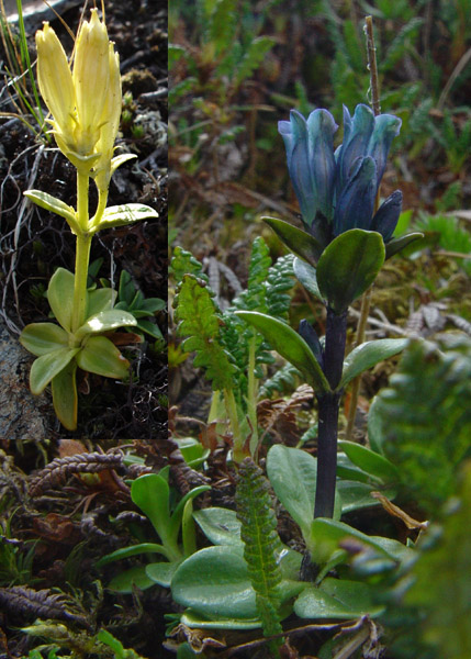 Photo of Gentiana glauca by <a href="http://www.cdhs.us">Alfred Cook</a>