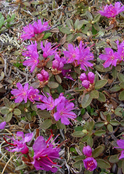 Photo of Rhododendron lapponicum by <a href="http://www.cdhs.us">Alfred Cook</a>