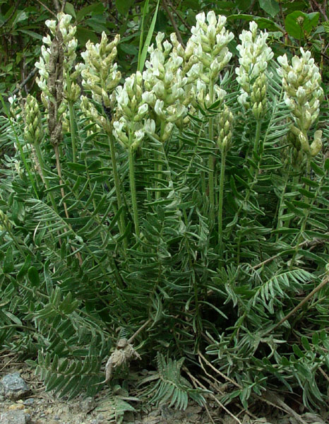 Photo of Oxytropis campestris by <a href="http://www.cdhs.us">Alfred Cook</a>