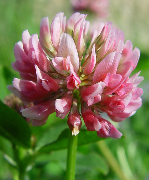 Photo of Trifolium hybridum by <a href="http://www.cdhs.us">Alfred Cook</a>
