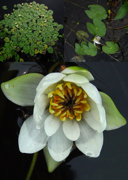 Photo of Nymphaea tetragona by <a href="http://www.cdhs.us">Alfred Cook</a>