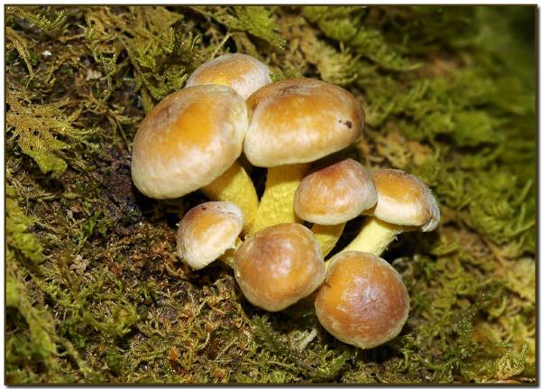 Photo of Hypholoma fasciculare by Judy Sinclair