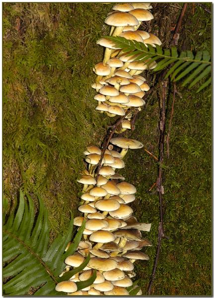 Photo of Hypholoma fasciculare by Judy Sinclair