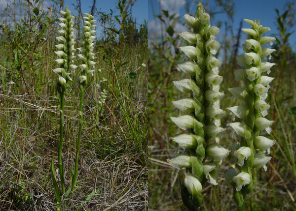 Photo of Spiranthes romanzoffiana by <a href="http://www.cdhs.us">Alfred Cook</a>