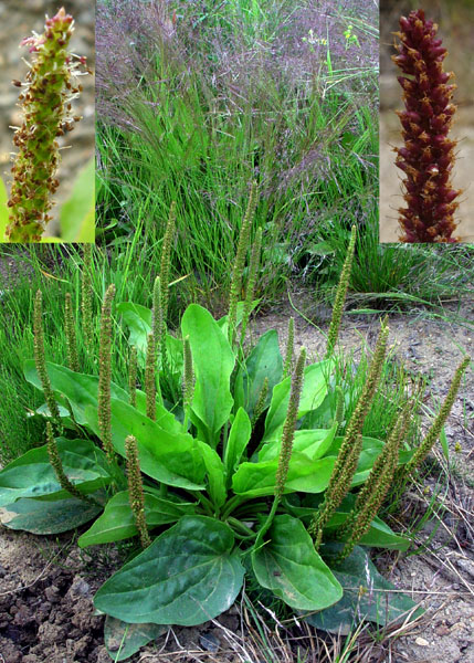 Photo of Plantago major by <a href="http://www.cdhs.us">Alfred Cook</a>