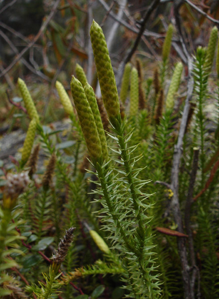 Photo of Lycopodium annotinum by <a href="http://www.cdhs.us">Alfred Cook</a>