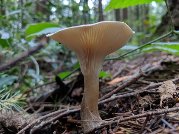 Photo of Ampulloclitocybe clavipes by Paul Dawson