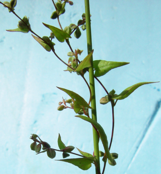 Photo of Fallopia convolvulus by <a href="http://www.cdhs.us">Alfred Cook</a>