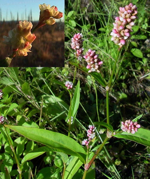 Photo of Persicaria maculosa by <a href="http://www.cdhs.us">Alfred Cook</a>