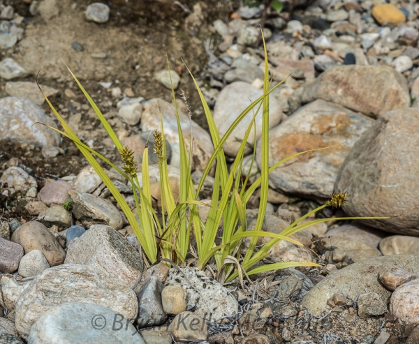 Photo of Carex stipata by Bryan Kelly-McArthur