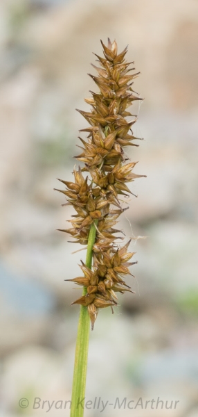 Photo of Carex stipata by Bryan Kelly-McArthur