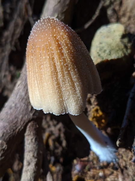 Photo of Coprinellus micaceus by Paul Dawson