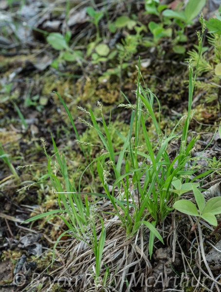 Photo of Carex eburnea by Bryan Kelly-McArthur
