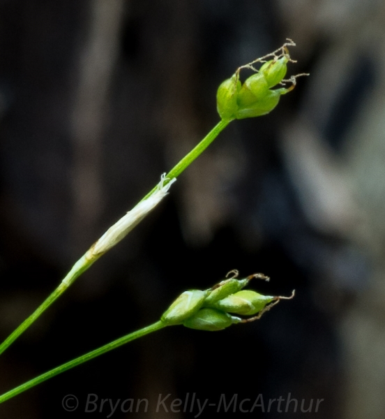 Photo of Carex eburnea by Bryan Kelly-McArthur
