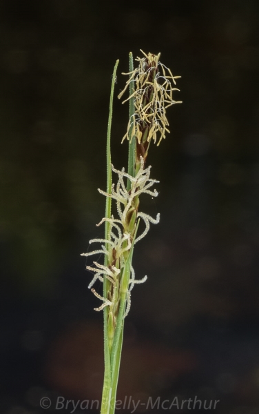 Photo of Carex livida by Bryan Kelly-McArthur