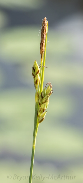 Photo of Carex livida by Bryan Kelly-McArthur