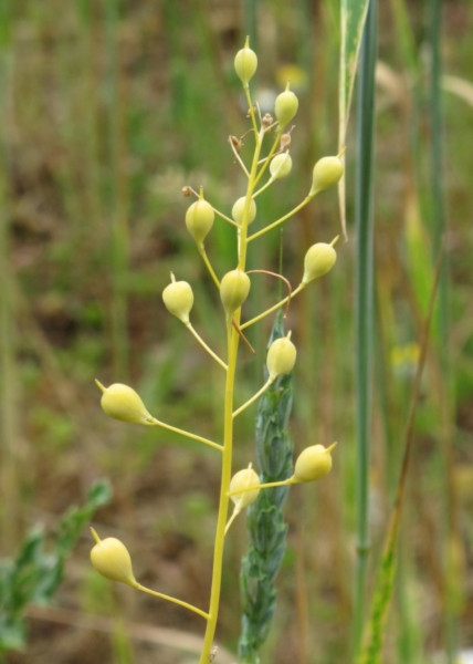 Photo of Camelina sativa by Robert Flogaus-Faust