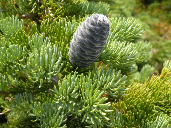 Photo of Abies lasiocarpa by Andrea Paetow