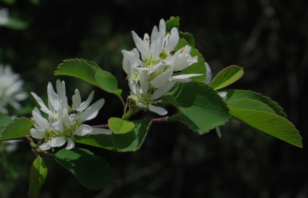 Photo of Amelanchier alnifolia by Robert Flogaus-Faust