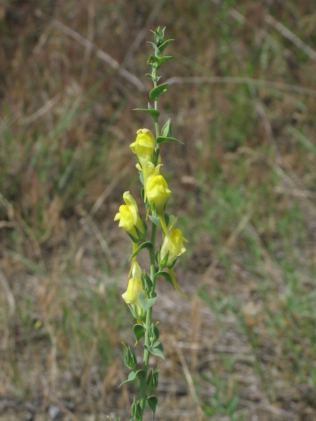 Photo of Linaria genistifolia ssp. dalmatica by Robert Flogaus-Faust
