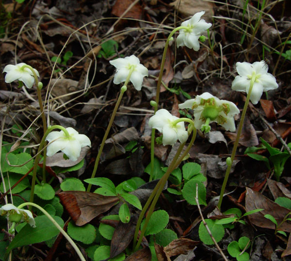 Photo of Moneses uniflora by <a href="http://www.cdhs.us">Alfred Cook</a>