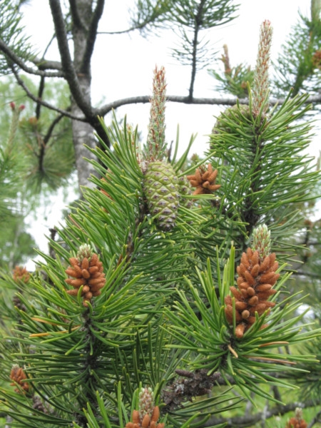 Photo of Pinus contorta var. contorta by Robert Flogaus-Faust