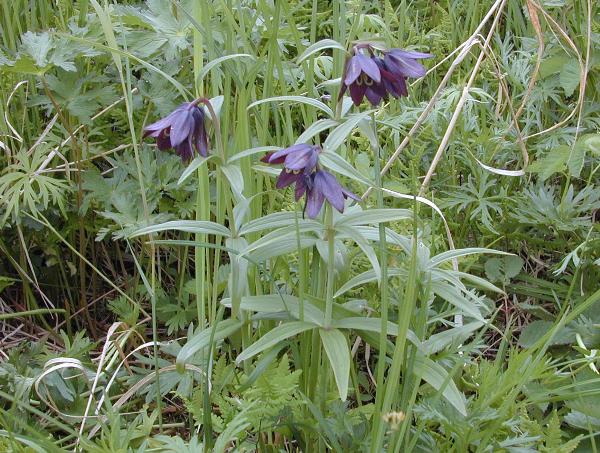 Photo of Fritillaria camschatcensis by mary stensvold