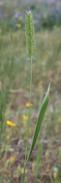 Photo of Agropyron cristatum by Bryan Kelly-McArthur