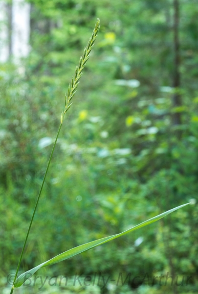 Photo of Elymus repens by Bryan Kelly-McArthur