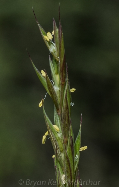 Photo of Elymus repens by Bryan Kelly-McArthur