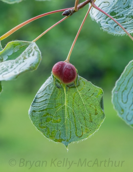 Photo of Populus tremuloides by Bryan Kelly-McArthur