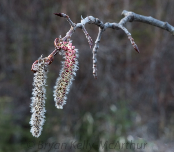 Photo of Populus tremuloides by Bryan Kelly-McArthur
