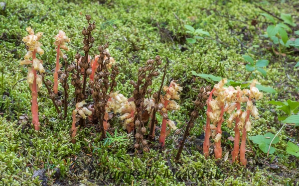 Photo of Hypopitys monotropa by Bryan Kelly-McArthur