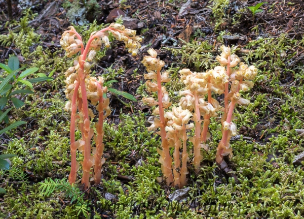 Photo of Hypopitys monotropa by Bryan Kelly-McArthur