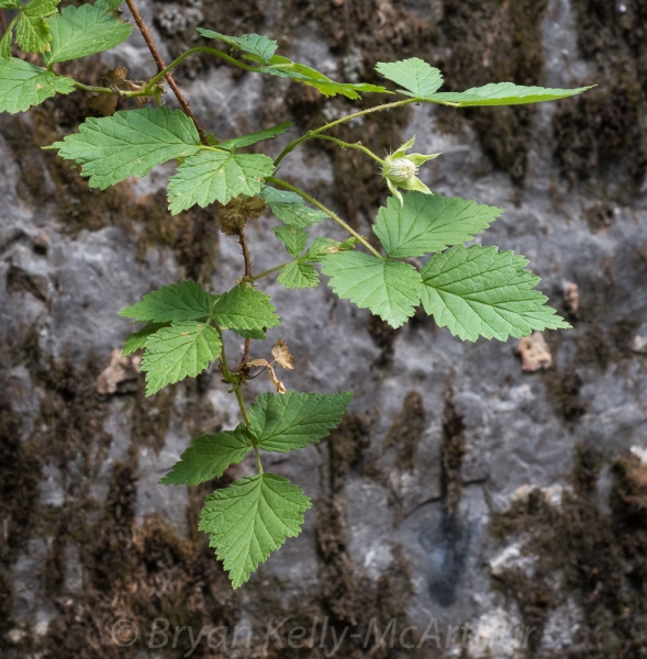 Photo of Rubus idaeus by Bryan Kelly-McArthur