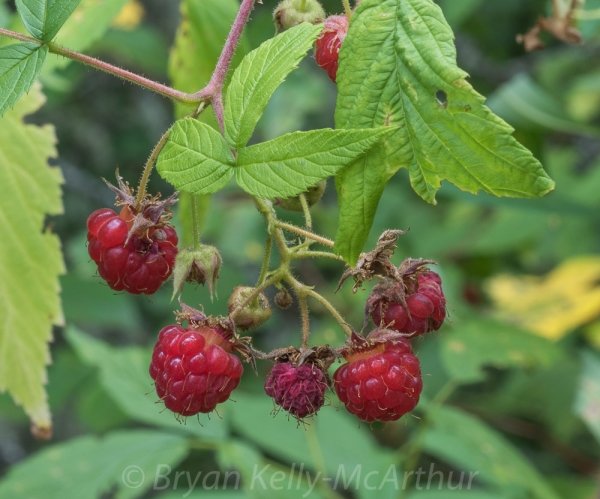 Photo of Rubus idaeus by Bryan Kelly-McArthur