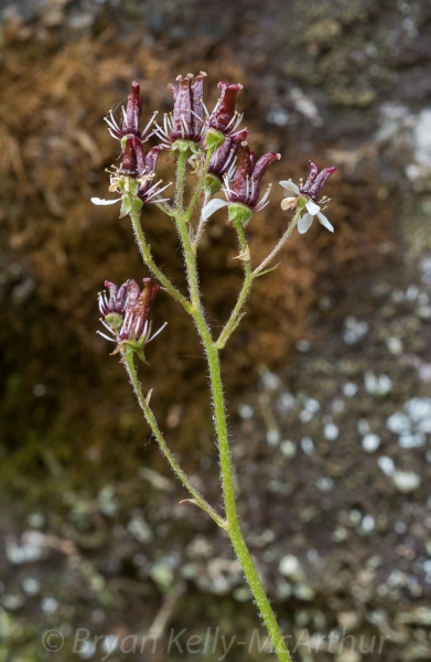 Photo of Micranthes nelsoniana var. porsildiana by Bryan Kelly-McArthur