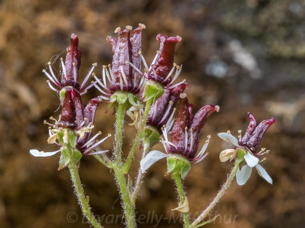 Photo of Micranthes nelsoniana var. porsildiana by Bryan Kelly-McArthur