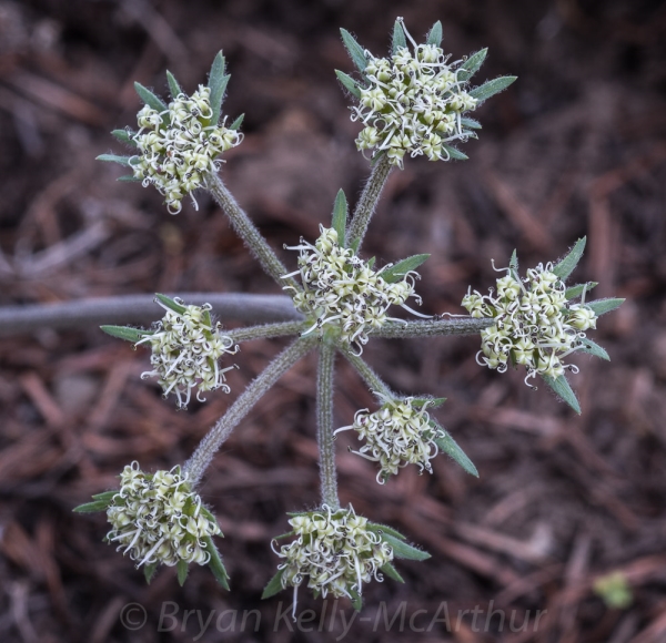 Photo of Lomatium macrocarpum by Bryan Kelly-McArthur