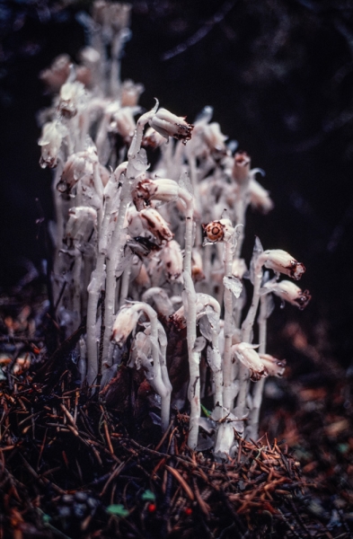 Photo of Monotropa uniflora by David Shackleton