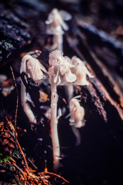 Photo of Monotropa uniflora by David Shackleton