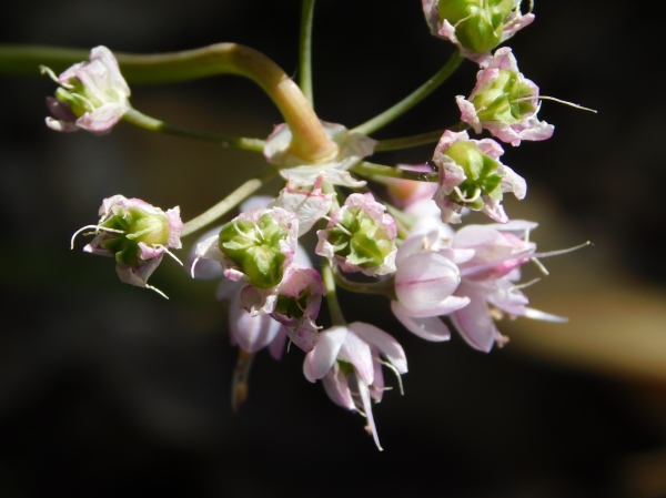 Photo of Allium cernuum by Stephanie Rivest
