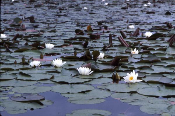 Photo of Nymphaea odorata by Rod Innes