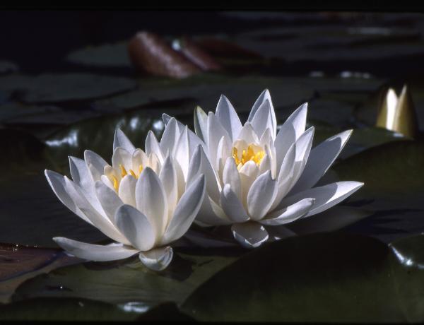 Photo of Nymphaea odorata by Rod Innes