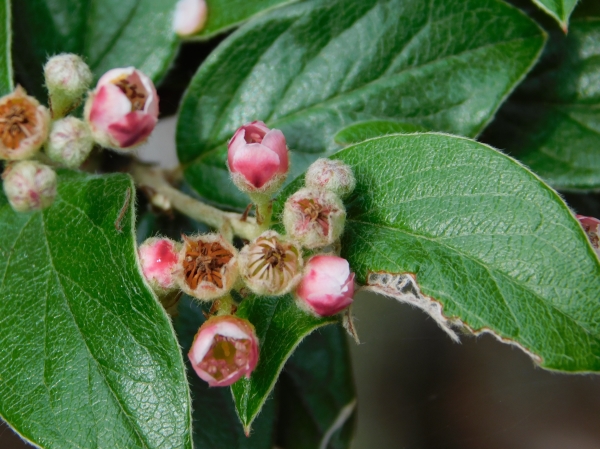 Photo of Cotoneaster franchetii by Stephanie Rivest