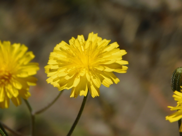 Photo of Crepis capillaris by Stephanie Rivest