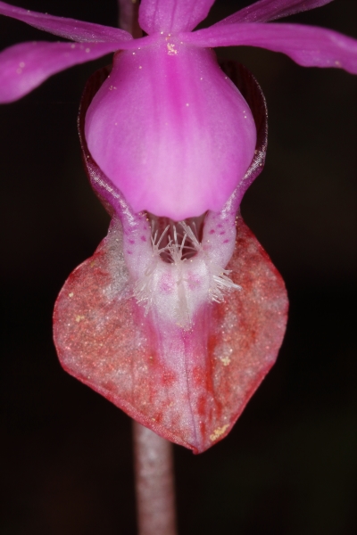 Photo of Calypso bulbosa var. occidentalis by Doug Fraser