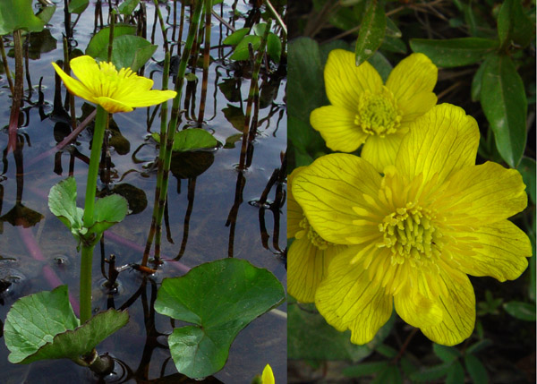 Photo of Caltha palustris by <a href="http://www.cdhs.us">Alfred Cook</a>