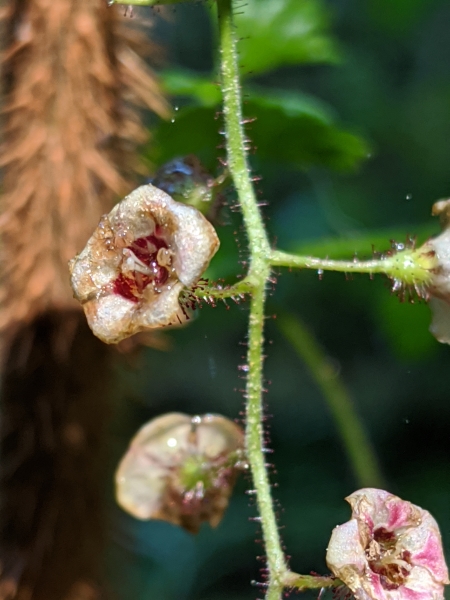 Photo of Ribes lacustre by Paul Dawson