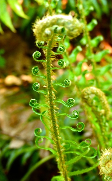 Photo of Polystichum munitum by Rosemary Taylor
